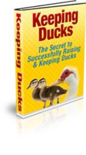 Picture of Keeping Ducks