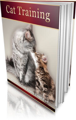 Picture of Cat Training