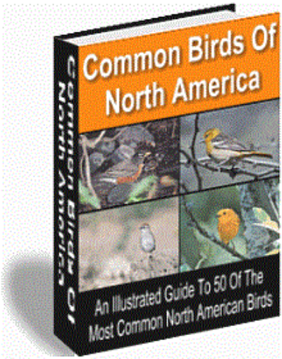 Picture of 50 Common Birds