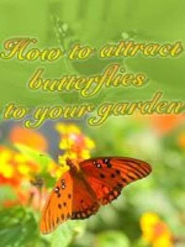 Picture of How To Attract Butterflies To Your Garden